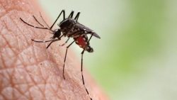 fisioterapia-gratuita-e-oferecida-para-pacientes-com-sequelas-da-chikungunya-em-divinopolis;-veja-como-solicitar