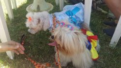 aniversario-de-divinopolis-tera-desfile-de-pets;-veja-como-participar