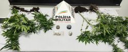 sementes-e-pes-de-maconha-sao-achados-em-casa-de-homem-com-passagens-por-trafico-de-drogas-em-itauna