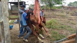 machucadas,-com-fome-e-sede,-eguas-sao-encontradas-em-situacao-de-maus-tratos-e-uma-delas-precisa-ser-sacrificada