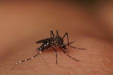 aedes-aegypti:-terceiro-liraa-de-2023-aponta-risco-medio-de-epidemia-de-dengue-em-formiga