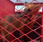 lobo-guara-e-capturado-em-estacionamento-de-supermercado-em-arcos