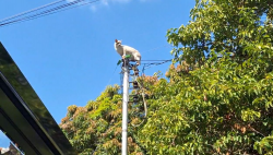 video:-gato-‘aventureiro’-pula-de-arvore-para-poste,-se-enrosca-em-concertina-e-da-trabalho-para-ser-resgatado-em-divinopolis