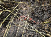 cobra-morre-queimada-em-incendio-que-destruiu-area-de-vegetacao-equivalente-a-tres-campos-de-futebol-em-formiga