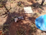 gamba-vai-parar-dentro-de-recipiente-de-plastico-e-e-capturado-em-mg