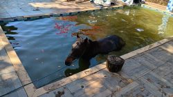 video:-cavalo-cai-em-piscina-e-e-resgatado-pelos-bombeiros-em-mg