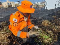 tres-filhotes-de-gato-morrem-carbonizados-durante-incendio-em-area-de-pastagem-em-arcos