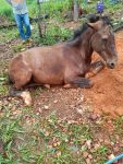 egua-encontrada-caida-em-fossa-e-resgatada-por-bombeiros-e-moradores-em-mg