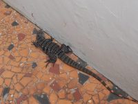 video:-lagarto-de-70-cm-e-capturado-em-garagem-de-casa-em-mg