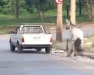 video:-cavalo-amarrado-com-corda-e-puxado-a-forca-por-caminhonete-em-cidade-do-interior-de-mg