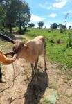 boi-cai-em-buraco-de-8-metros-feito-por-garimpo-ilegal-e-e-resgatado-pelos-bombeiros-em-arcos